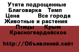 Утята подрощенные “Благоварка“,“Темп“ › Цена ­ 100 - Все города Животные и растения » Птицы   . Крым,Красногвардейское